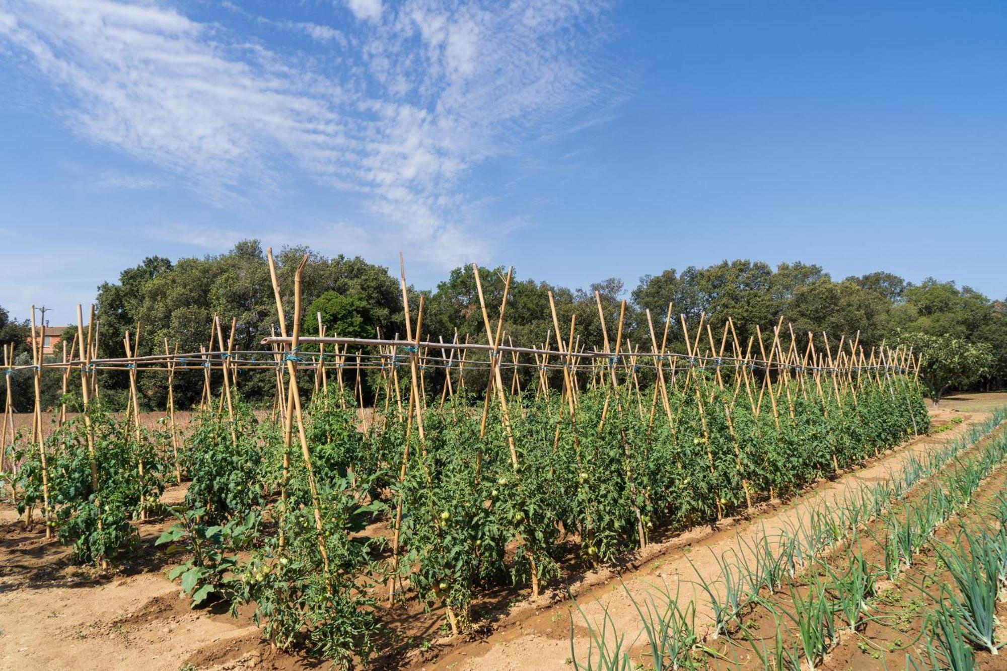 Masia Rural Can Poch Pals Ngoại thất bức ảnh